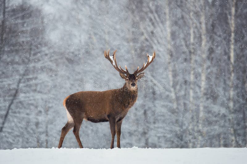 Paesaggio scenico della fauna selvatica di Natale con i cervi nobili rossi ed i fiocchi di neve di caduta Cervus elaphus adulto d