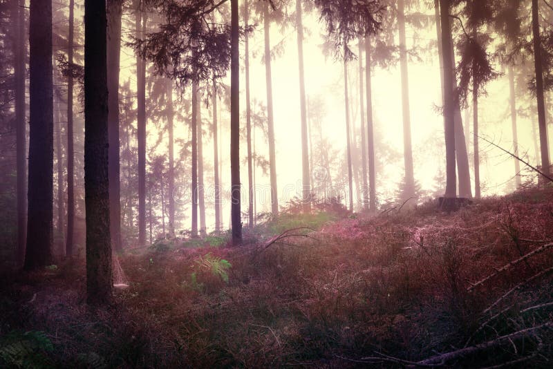 Paesaggio scuro mistico rosso della foresta fotografia stock libera da diritti