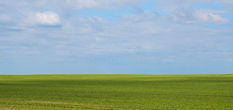 Paesaggio. Sfondo. Alberi Verdi Luminosi All'orizzonte E Cielo Azzurro Con Nuvole. Cielo Blu Terra Agricolo Con Nuvole Immagine Stock - Immagine di terra, nave: 230687349