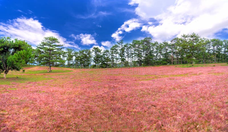 Il paesaggio stupefacente di Dalat, Vietnam con le abetaie, colline di vetro rosa contrappone creare il grande paesaggio per ecoturismo negli altopiani