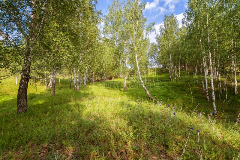 Paesaggio in una foresta della betulla, Russia, i Urals di estate