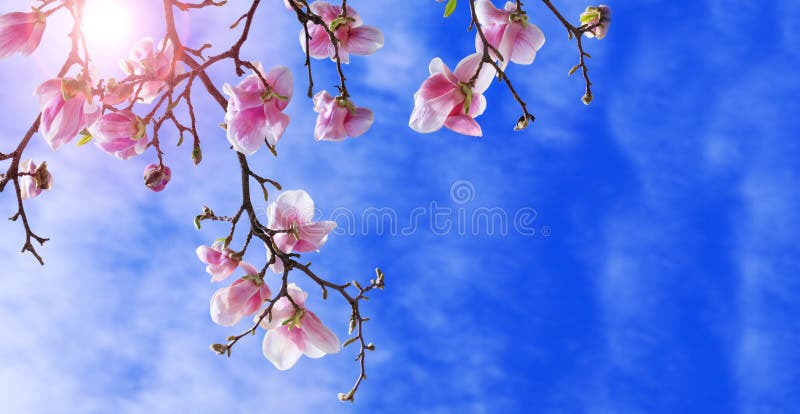 Paesaggio variopinto della stagione porpora dei fiori in primavera Fondo di stupore con l'albero della magnolia Bei petali rosa d fotografia stock Paesaggio variopinto della stagione porpora dei fiori in primavera Fondo di stupore con l'albero della magnolia Bei petali rosa d fotografia stock