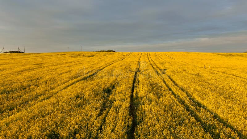 Paesaggio variopinto di stupore della molla Il bello paesaggio della molla con i colpi secchi di fioritura sistema immagine stock Paesaggio variopinto di stupore della molla Il bello paesaggio della molla con i colpi secchi di fioritura sistema immagine stock