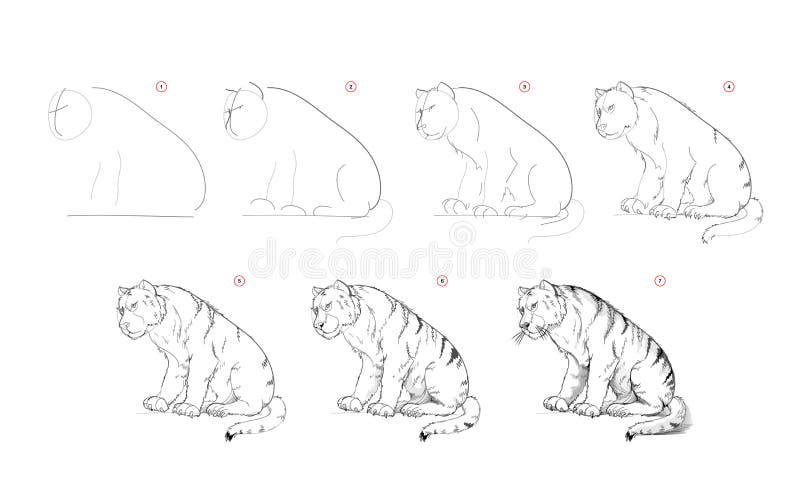 Pencil Sketch Tiger Stock Illustrations – 536 Pencil Sketch Tiger Stock  Illustrations, Vectors & Clipart - Dreamstime