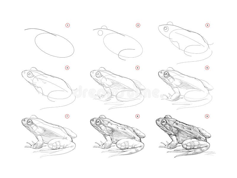 Realistic Frog Stock Illustrations – 1,172 Realistic Frog Stock  Illustrations, Vectors & Clipart - Dreamstime