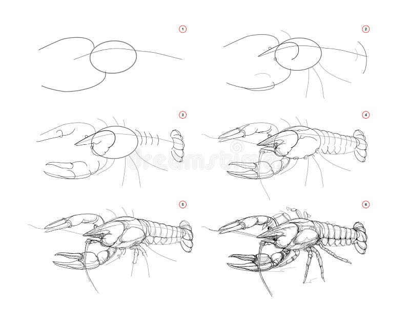 How to Draw a Lobster