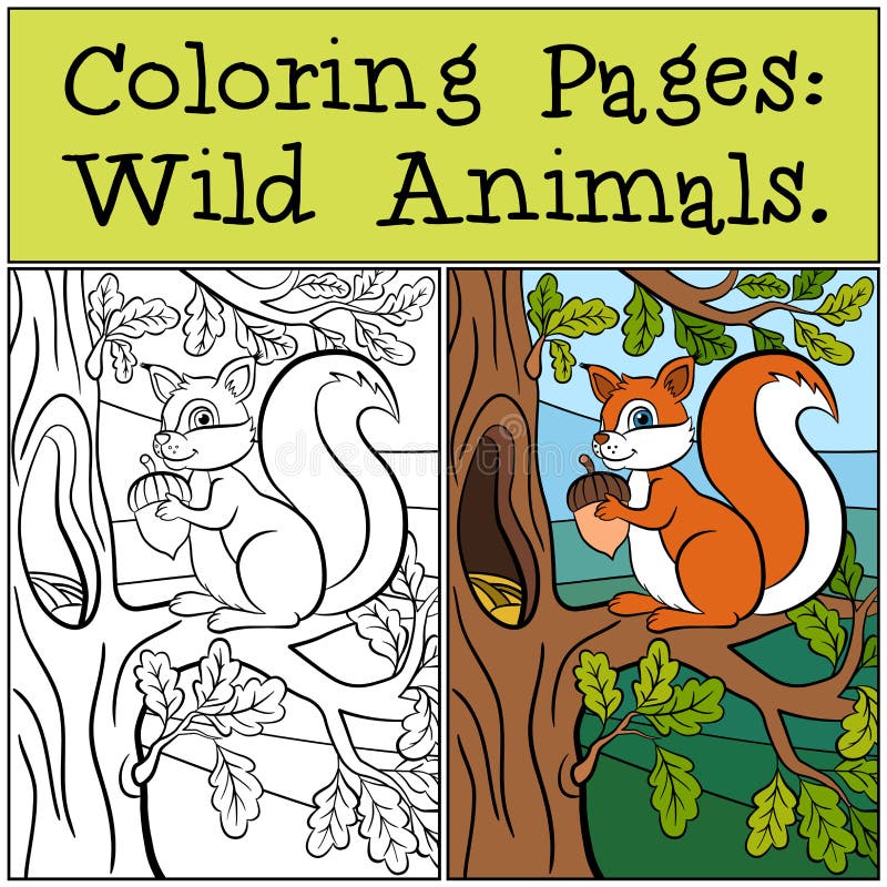 Pages de coloration : Animaux sauvages Petit écureuil mignon illustration libre de droits Pages de coloration : Animaux sauvages Petit écureuil mignon illustration libre de droits