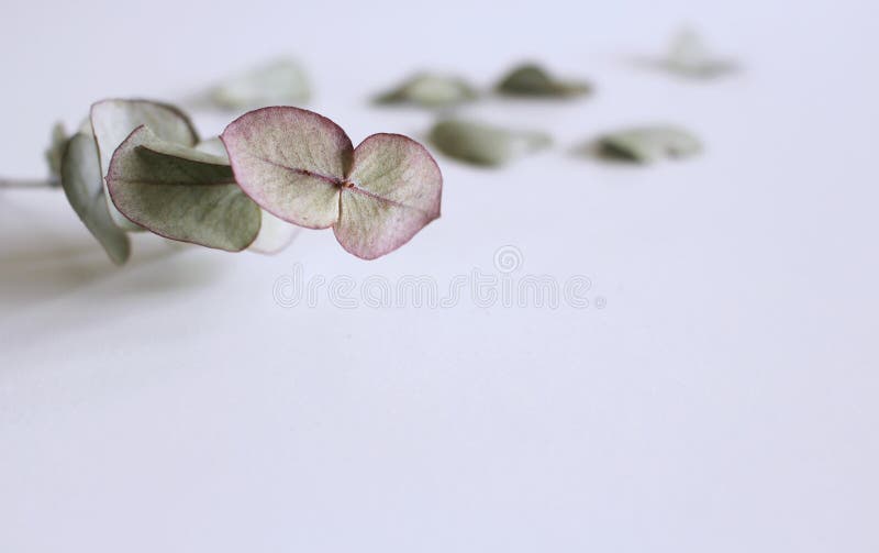 Pagina, confine fatto delle foglie dell'eucalyptus e rami su fondo bianco Composizione floreale Piano di riserva disegnato femmin immagini stock Pagina, confine fatto delle foglie dell'eucalyptus e rami su fondo bianco Composizione floreale Piano di riserva disegnato femmin immagini stock
