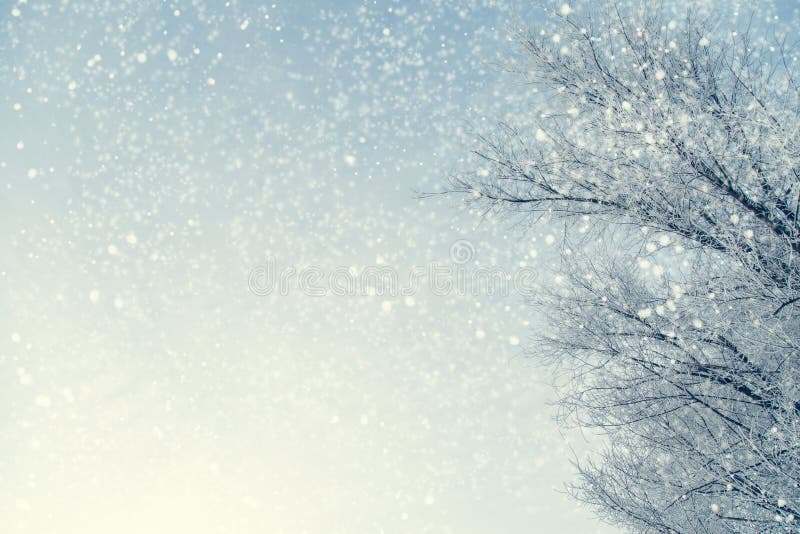 Pagina dei rami di albero nevosi contro cielo blu durante lo snowfal fotografie stock Pagina dei rami di albero nevosi contro cielo blu durante lo snowfal fotografie stock