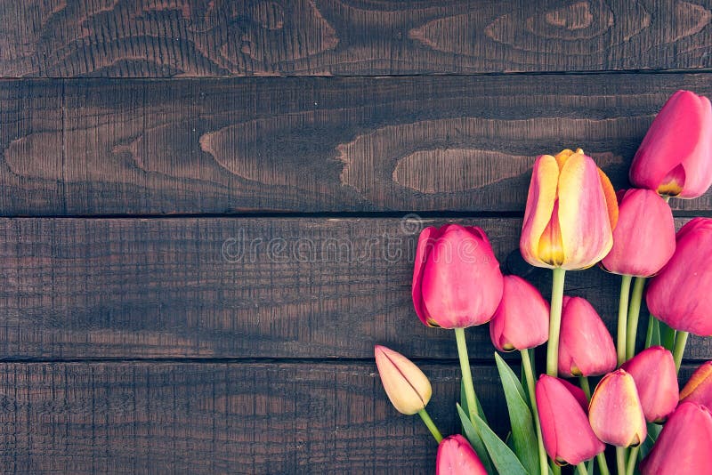 Pagina dei tulipani su fondo di legno rustico scuro Piovuto appena sopra immagine stock libera da diritti