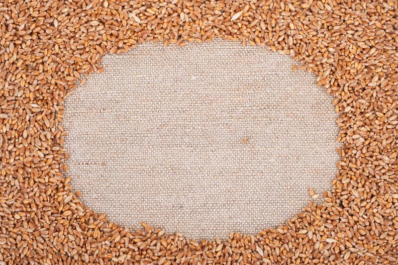 Pagina di grano sul licenziamento fotografia stock Pagina di grano sul licenziamento fotografia stock