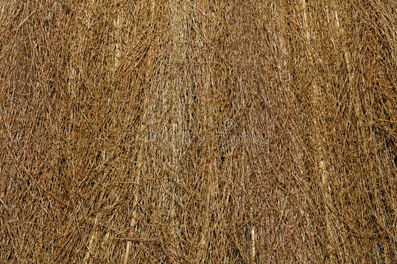 Paglia della priorità bassa fotografia stock libera da diritti Paglia della priorità bassa fotografia stock libera da diritti
