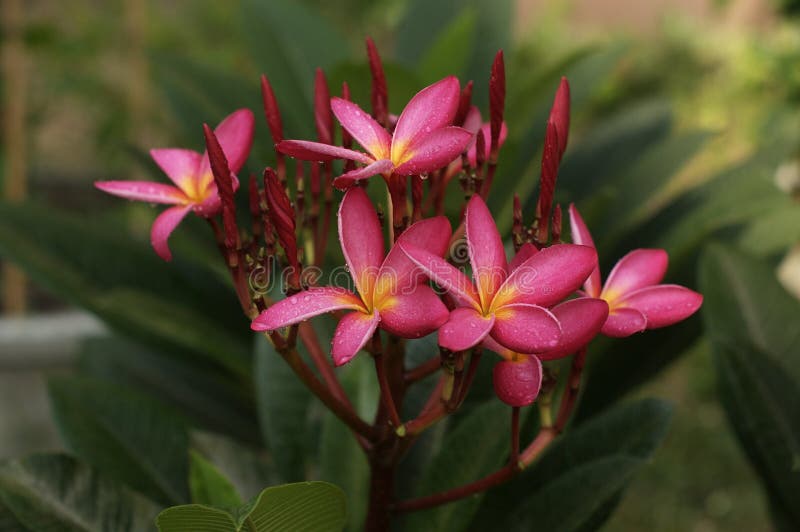 Pagoda Flowers