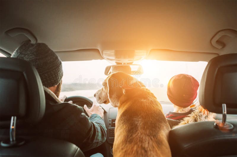 Father with son and beagle dog traveling together by auto rear seats wide angle shoot. Father with son and beagle dog traveling together by auto rear seats wide angle shoot