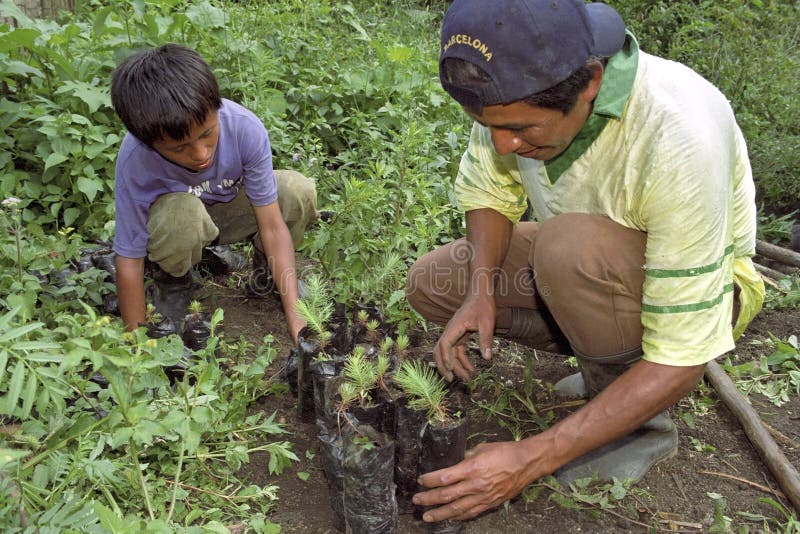 Pai guatemalteco e filho que plantam rebentos novos