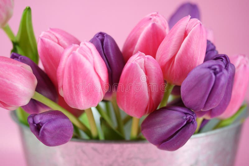 Pail full of tulips stock images