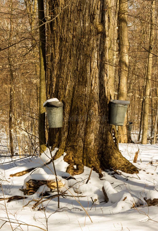 Maple Sugar Tap in Tree stock photo. Image of bubbles 13239036