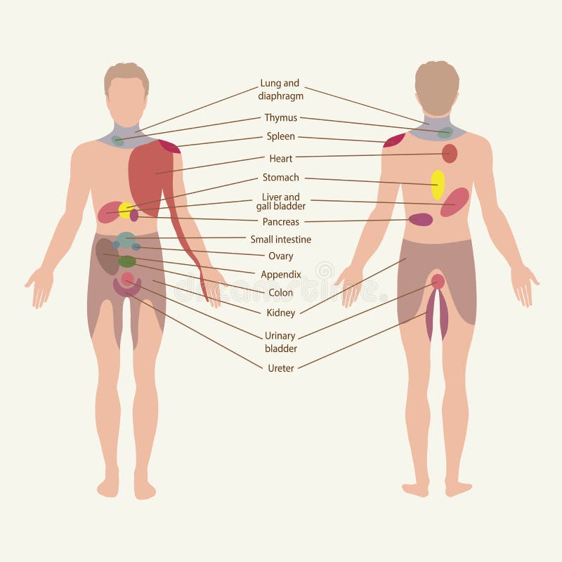 What Organs Are In Lower Back Area : What Organs Do You Have In Your