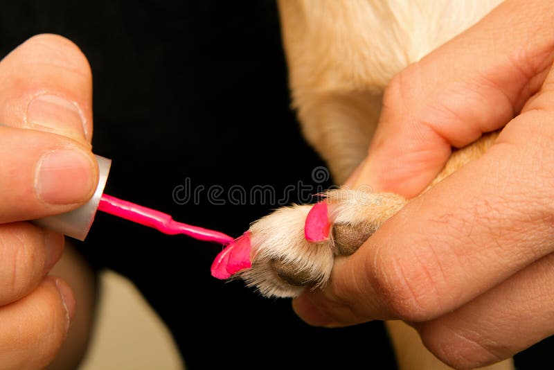 310+ Dog Nail Polish Stock Photos, Pictures & Royalty-Free Images - iStock  | Pink nail polish