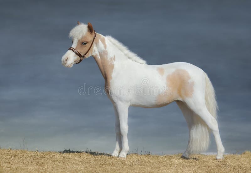 Paint American Miniature Horse Stock Image Image of domestic, skewbald 166867271