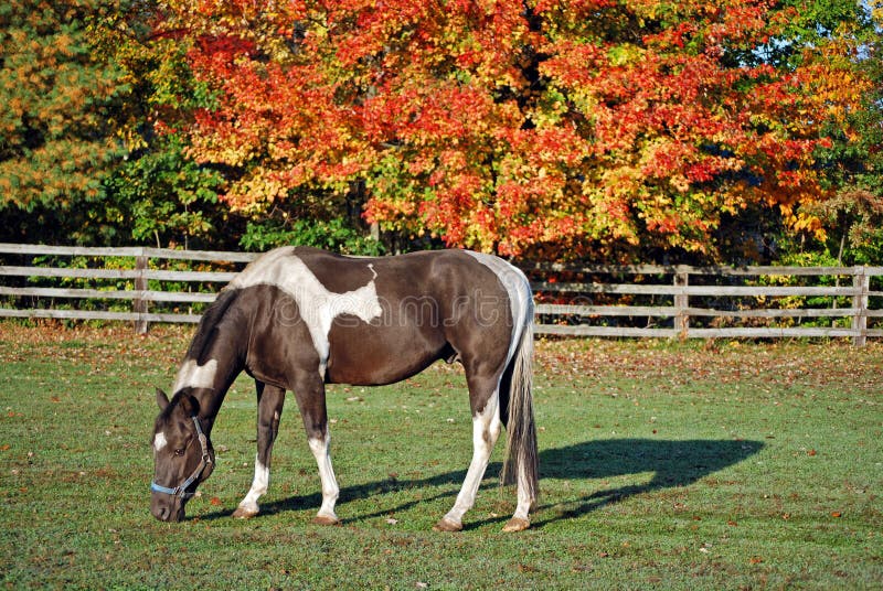 paint horse in autumn pasture