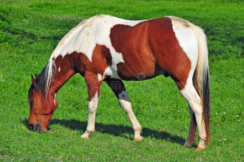 Paint Horse Grazing in a Green Meadow Stock Photo Image of pinto