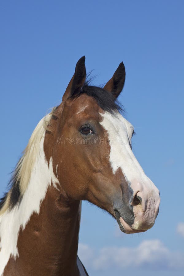 Paint Horse Head stock photo. Image of head, farm, face 25995106