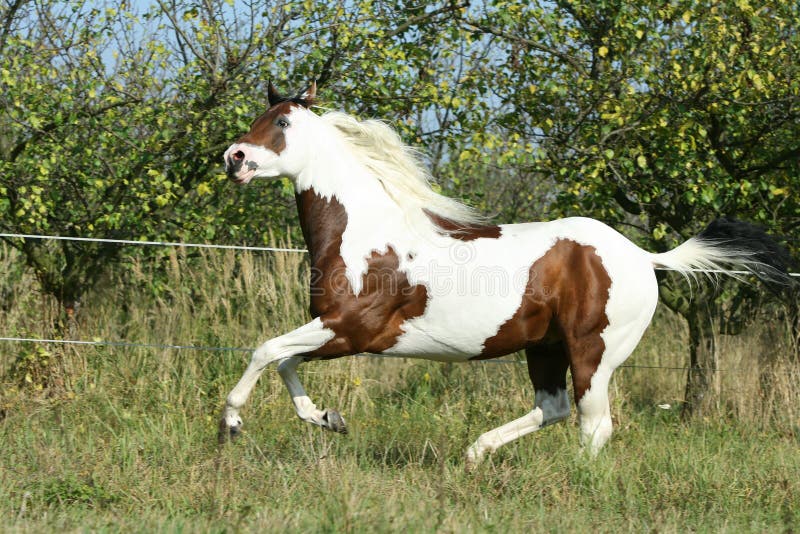 Paint Horse Running Royalty Free Stock Photos Image 30159528