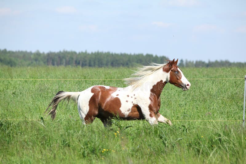 Paint Horse Stallion Running in Green Grass Stock Photo Image of