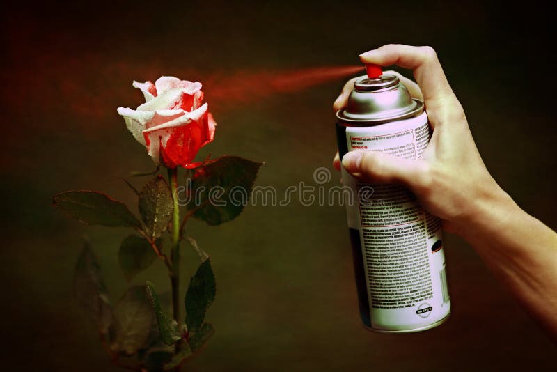 Paint the Roses Red stock photo. Image of rose, paint 27206342
