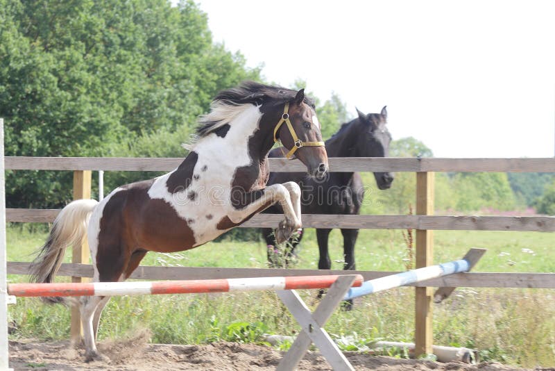 Paint Stallion Jumping in Paddock Stock Photo Image of mustang, trott