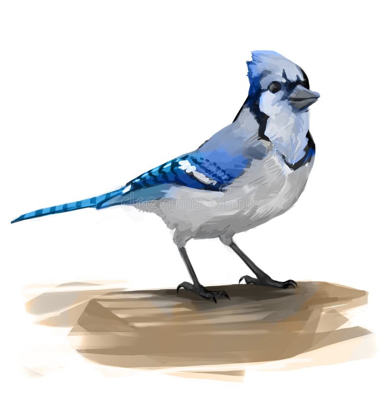 Blue Jay Clipart Stock Illustrations – 53 Blue Jay Clipart Stock  Illustrations, Vectors & Clipart - Dreamstime