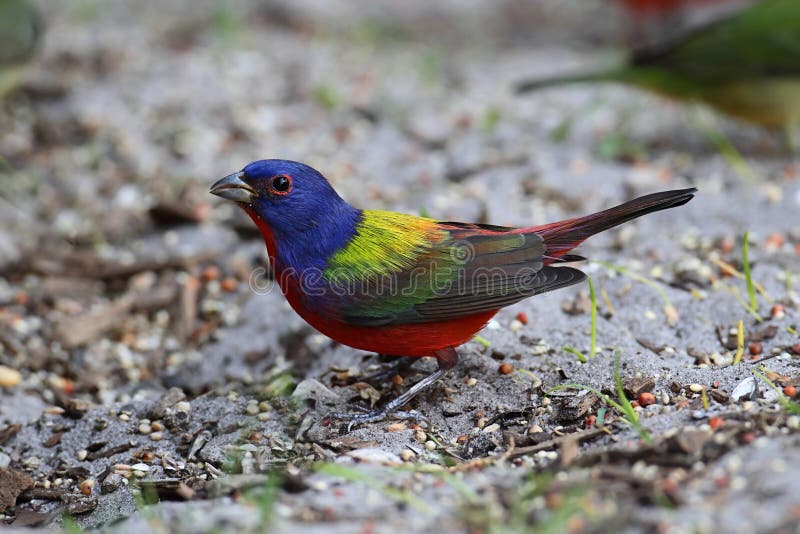 Painted Bunting (Passerina Ciris) Stock Photo Image of ornithology