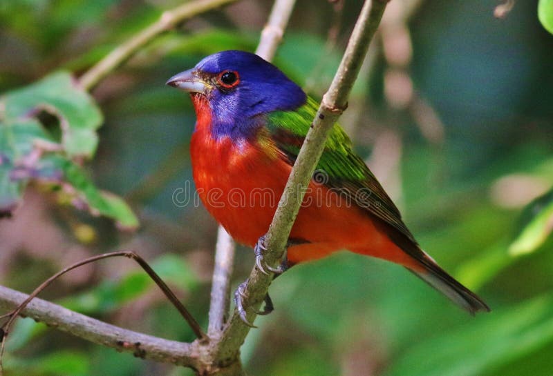 Painted Bunting stock photo. Image of birding, wildlife 93704990