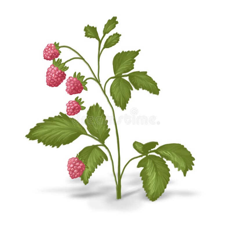 Painted bush of raspberry.