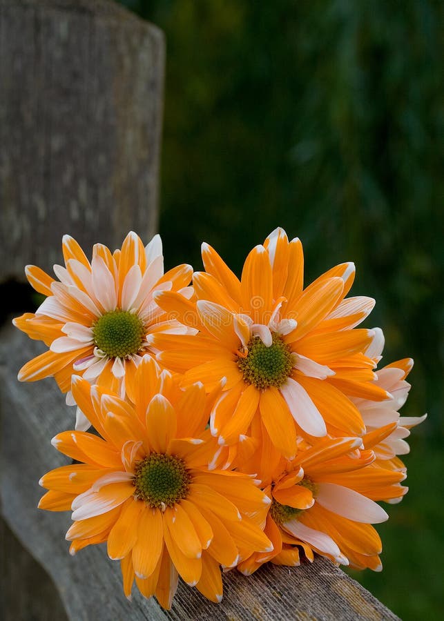 Painted daisies stock photo. Image of white, texture 21883126