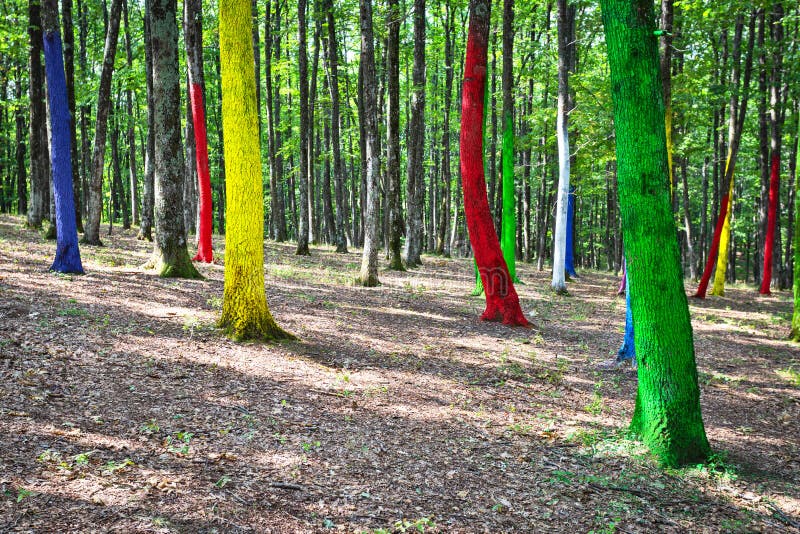 Painted forest in Gorj county, Romania