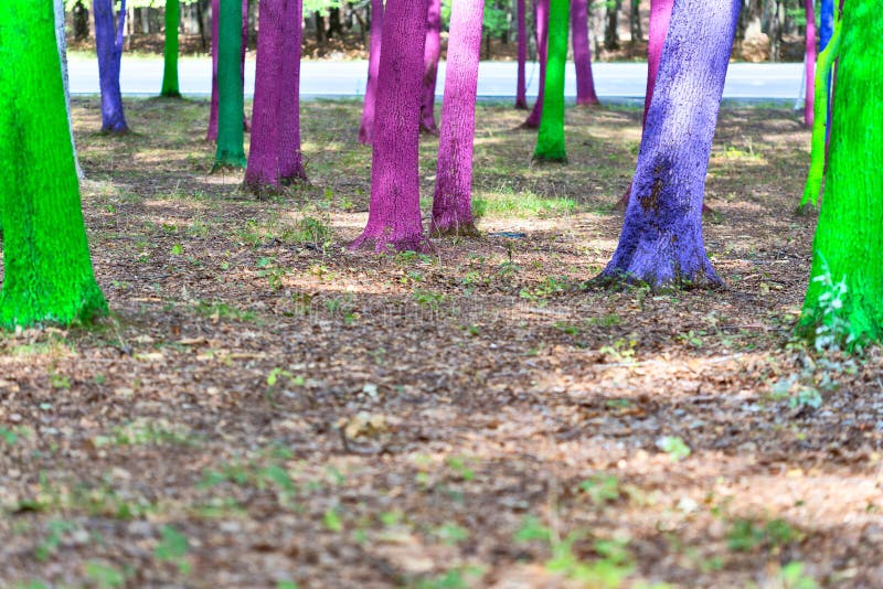 Painted forest in Gorj county, Romania