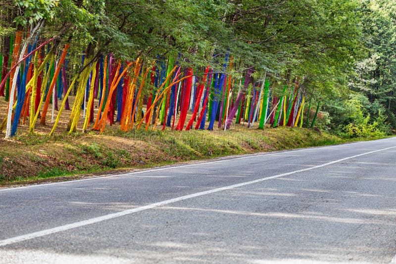 Painted forest in Gorj county, Romania