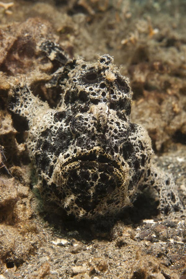 Painted Frogfish (Antennarius pictus)