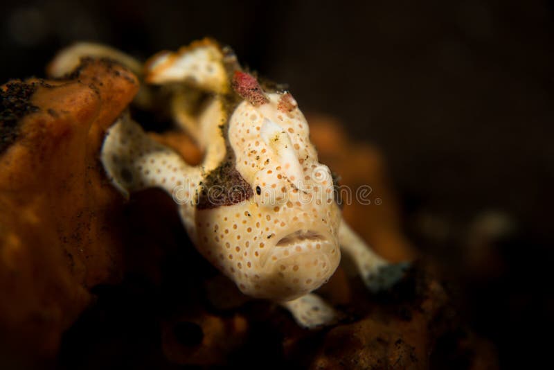 Painted Frogfish - Antennarius pictus