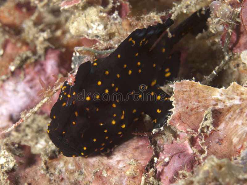 Painted frogfish