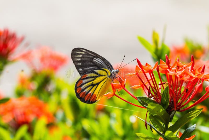 Painted Jezebel butterfly