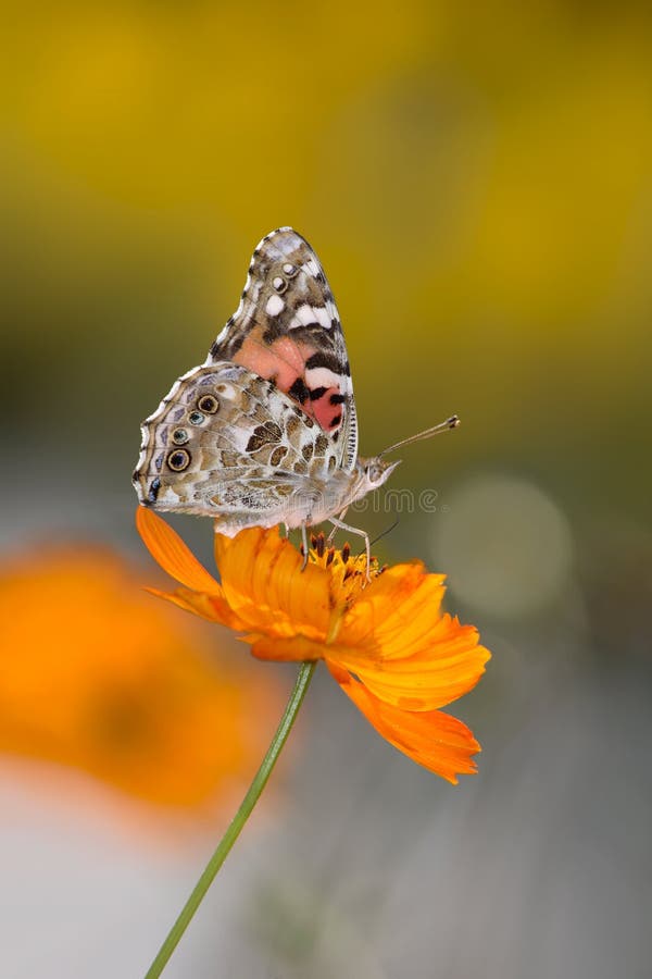 Painted Lady