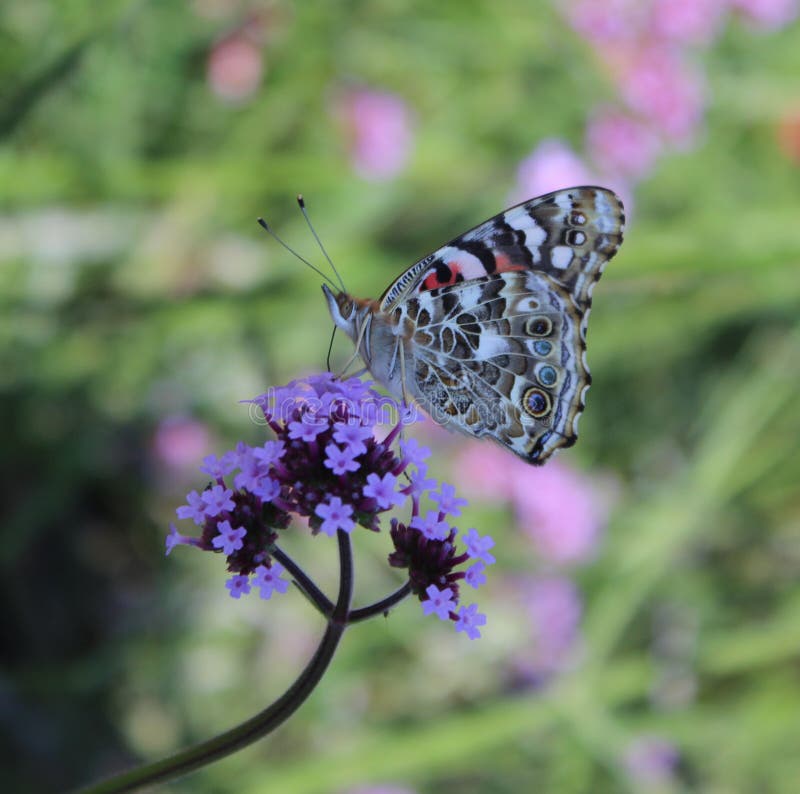 Painted Lady Butterfly on a Flower Stock Photo Image of closeup