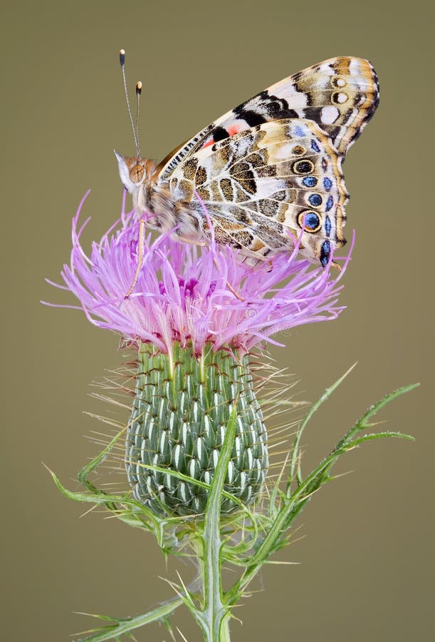 Painted Lady on thistle stock image. Image of nature, wildlife - 6094075