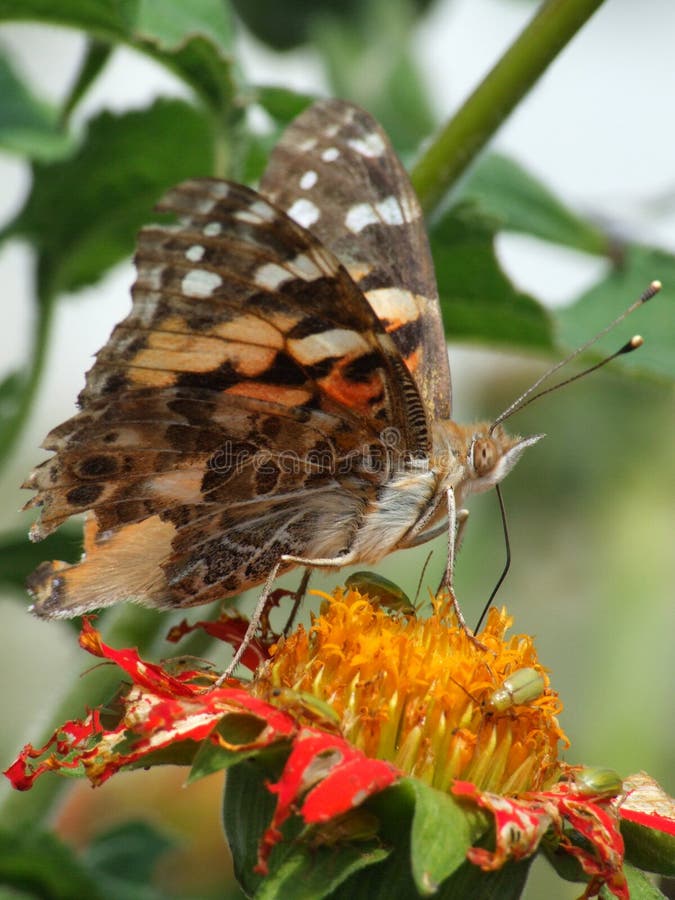 Painted Lady (Vanessa cardui)