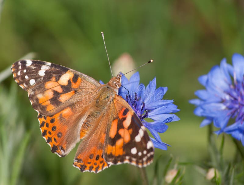 Painted Lady, Vanessa cardui butterfly