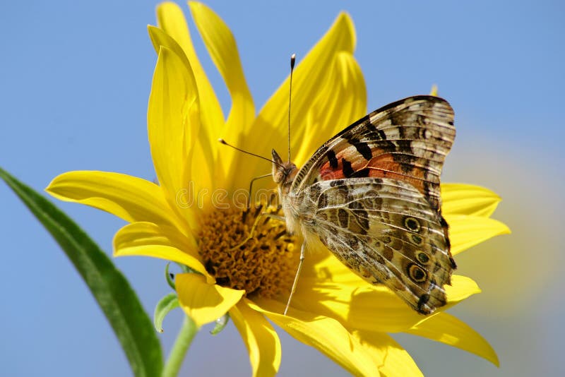 Painted Lady On Yellow Flower