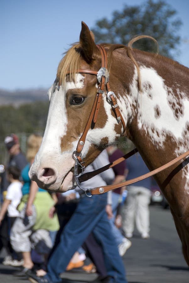 Painted Pony stock image. Image of horse, spotted, head 2853937